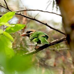 Close-up of bird perching on branch