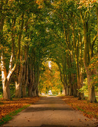 Road amidst trees in forest during autumn