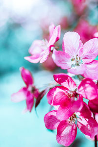 Close-up of pink cherry blossoms