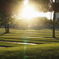Sun shining through trees