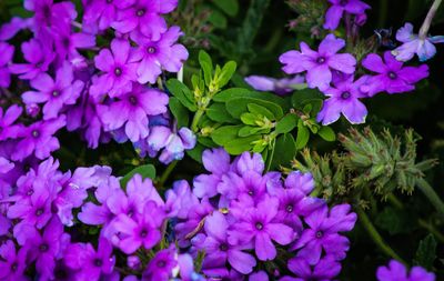 Close-up of purple flowers