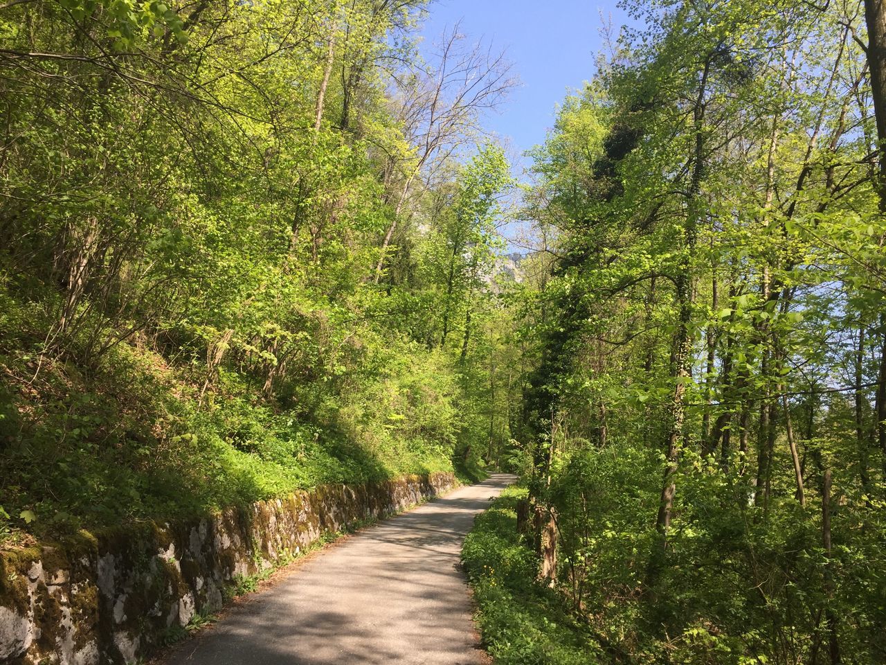 growth, tree, green color, nature, outdoors, day, plant, beauty in nature, sky, tranquility, no people, freshness