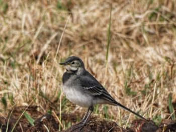 Close-up of bird perching on a land