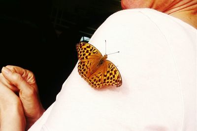 Close-up of butterfly on finger