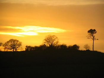 Silhouette of trees at sunset