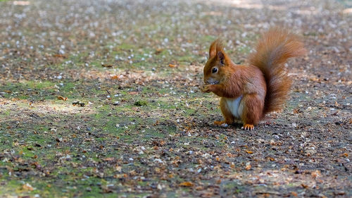 Squirrel on rock