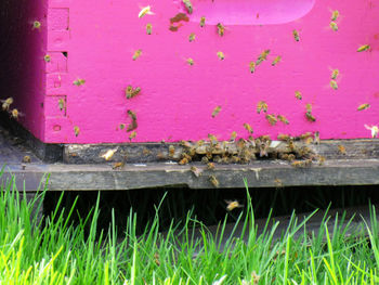 Close-up of insect on pink wall