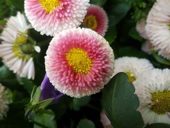 Close-up of pink flowers blooming outdoors