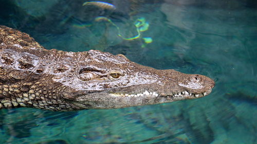 Close-up of turtle swimming in lake