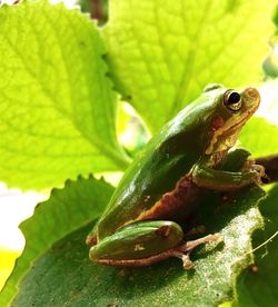 Close-up of frog on leaf