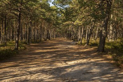 Footpath amidst trees in forest