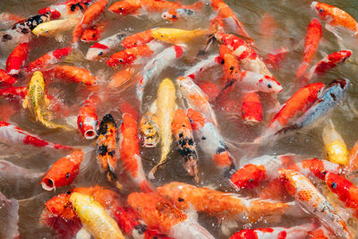 View of koi carps swimming in pond