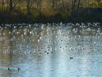 Ducks swimming in lake