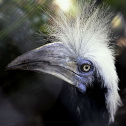 Close-up of a bird