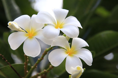 Close-up of white flowering plant