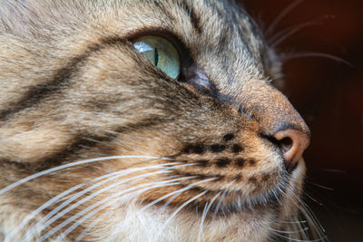 Close-up of cat