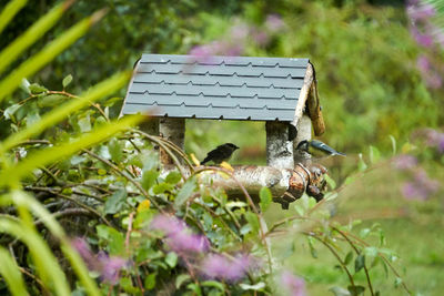 Bird perching on a feeder