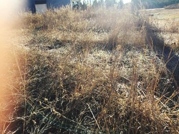 Close-up of dry grass on field