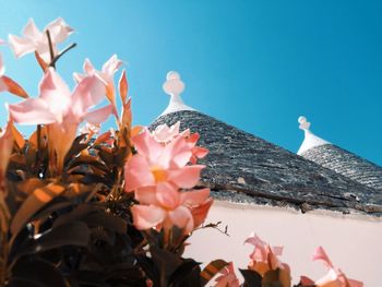 Close-up of pink flowering plants against sky