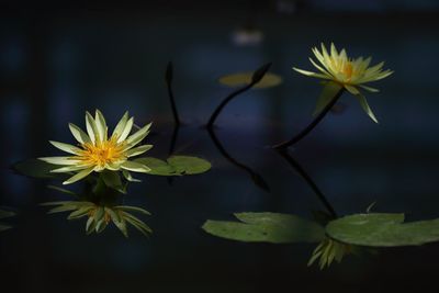 Close-up of yellow flowers blooming outdoors