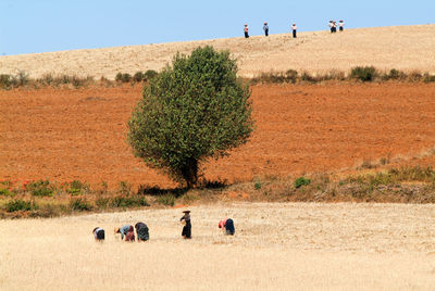 Farmers on field