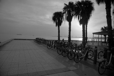 Palm trees on beach against sky