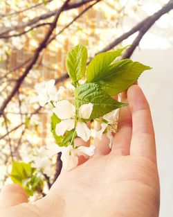 Close-up of hand holding flower