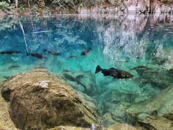 Fish swimming in sea