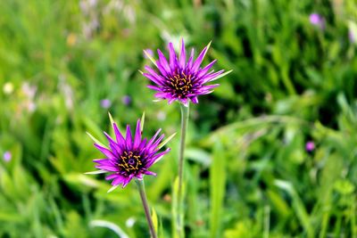 Close-up of purple flower in field