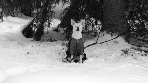 Portrait of dog on snow covered landscape