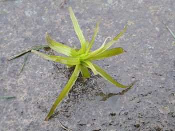 High angle view of plant