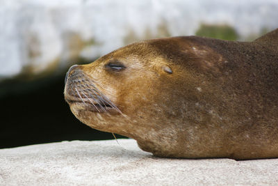 Close-up of an animal