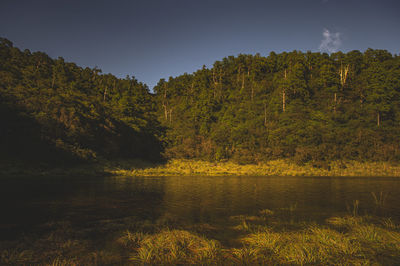 Scenic view of lake against trees in forest against sky