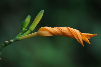 Close-up of raindrops on plant