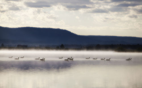 Birds swimming in lake