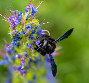 Close-up of butterfly pollinating on purple flower