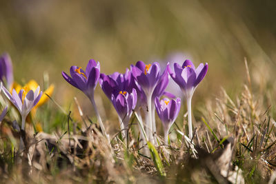 Close-up of purple crocus flowers on field