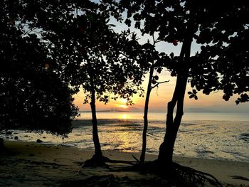 Silhouette tree on beach against sky during sunset