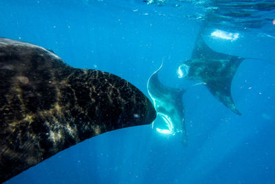 Close-up of fish swimming in sea