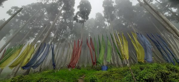 Panoramic view of trees in forest against sky