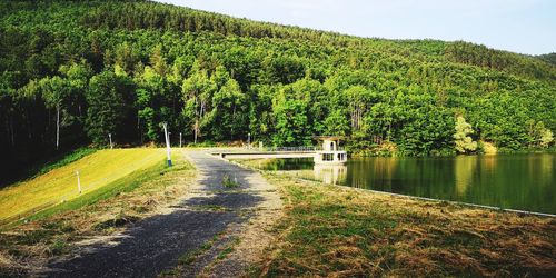 Scenic view of lake amidst trees in forest