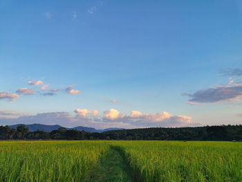 Scenic view of agricultural field against sky