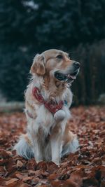 Dog looking away while sitting on field