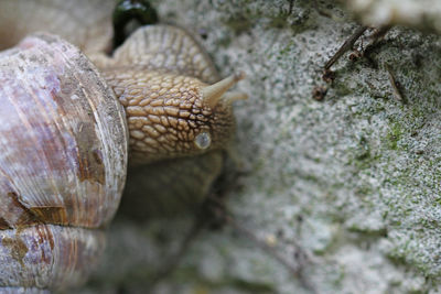 Vineyard snail rasps algae from the wall