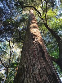 Low angle view of tree trunks in forest