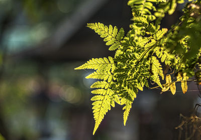 Close-up of fern leaves