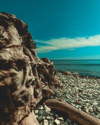 Close-up of driftwood on beach