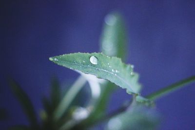 Close-up of water drops on leaf