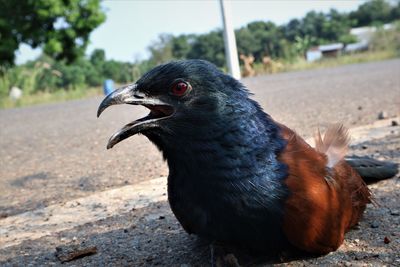 Close-up of a bird