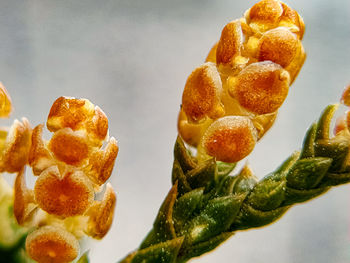 Close-up of dessert on plant